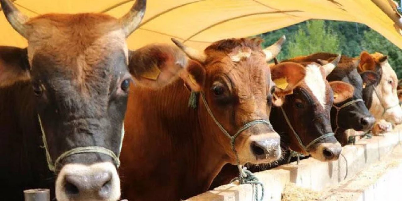 Kurban bayramı 2023 yaklaşıyor: Kurban fiyatları ne kadar?