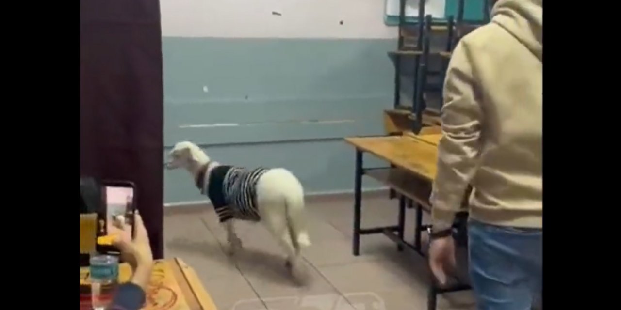 Bir vatandaş oy kullanmaya koyunu ile gitti. İşte o görüntüler..