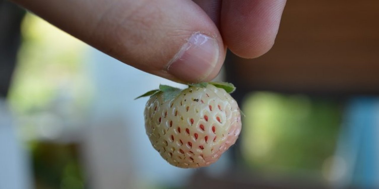 Elazığlı öğretmen Türkiye'de ilk kez beyaz çilek yetiştirdi