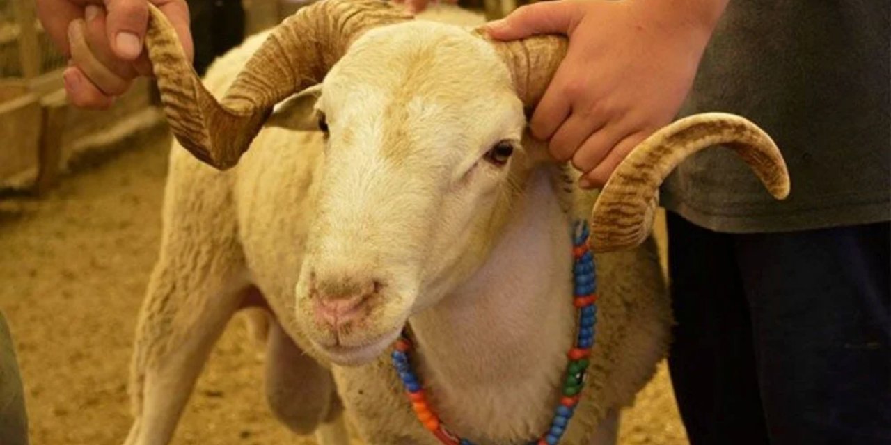 Kurban Bayramı'na Sayılı Günler Kala Şap Hastalığı Tehlikesi: 90 Köy Karantinaya Alındı