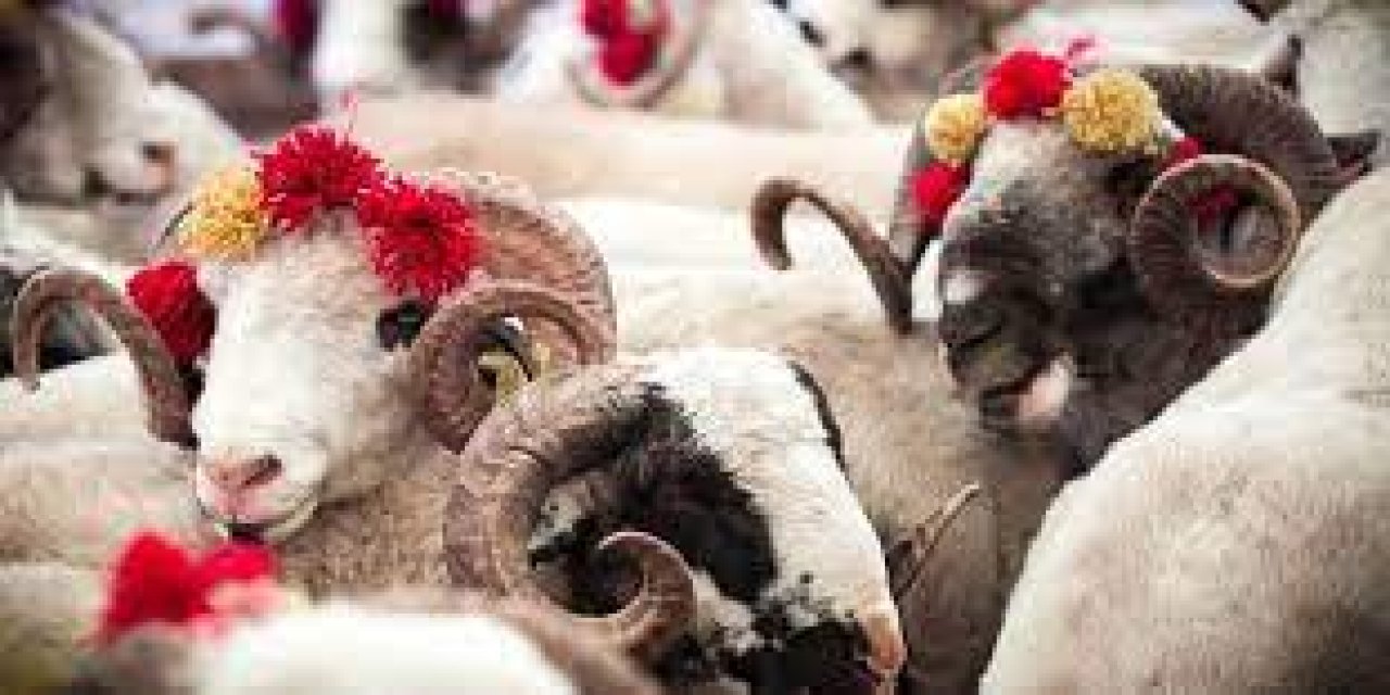 Kurbanlık Fiyatlarındaki Artış Panik Yaratıyor: Türkiye'nin Kurban Bayramı'na Zam Şoku!