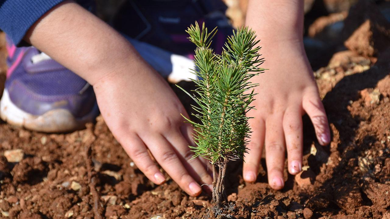 Ücretsiz Ağaç Fidanı Dağtılacak, Talimat Cumhurbaşkanı Erdoğan'dan Geldi
