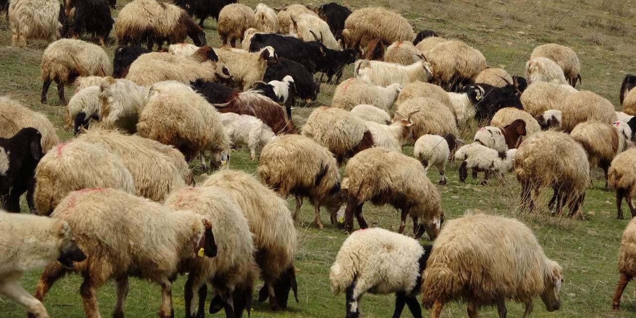 Köylüye ücretsiz koyun ve aylık 15 bin TL verilecek