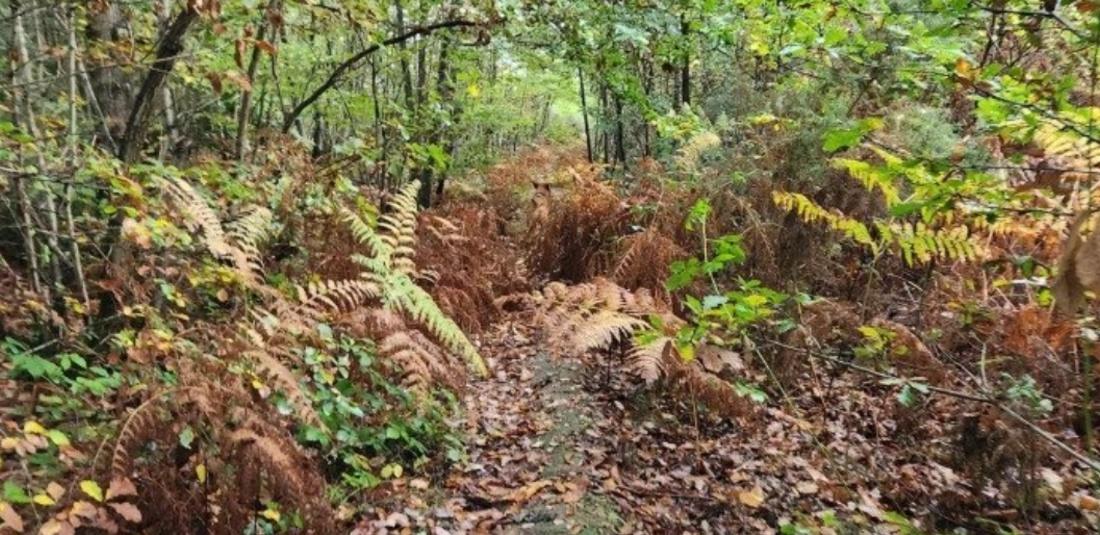Resimde saklı olan köpeği 10 saniye içerisinde bulabilir misiniz?