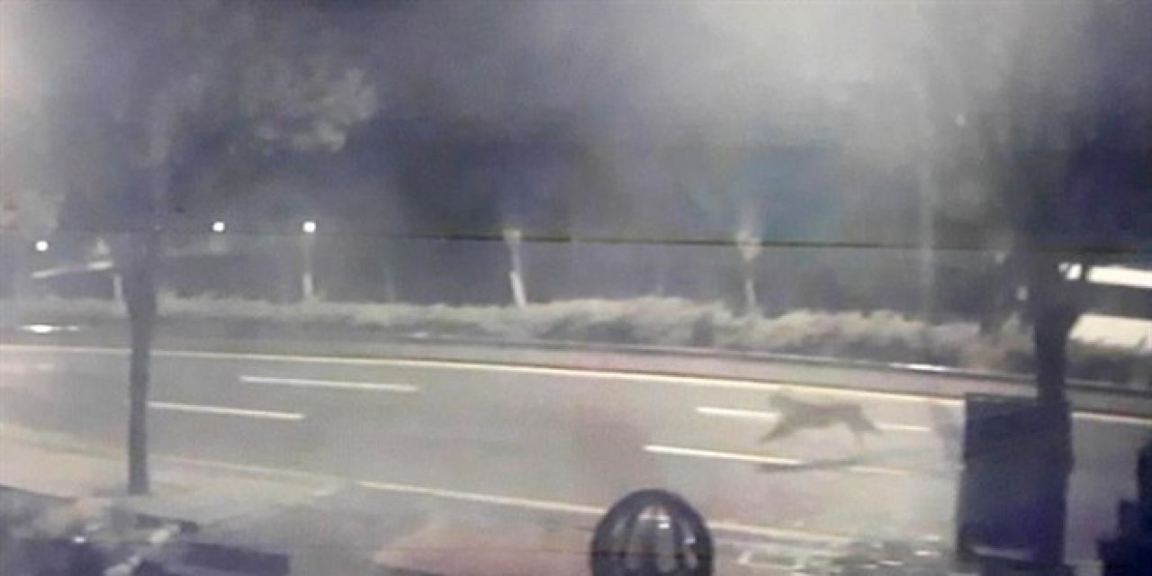 Ankara'da hayvanat bahçesinden aslan kaçtığı iddiası ortalığı karıştırdı