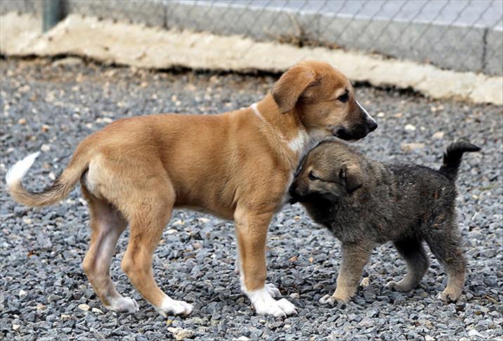Hayvanlara kötü muamelede bulunanlar yandı. 6 aydan 3 yıla kadar hapis cezası...