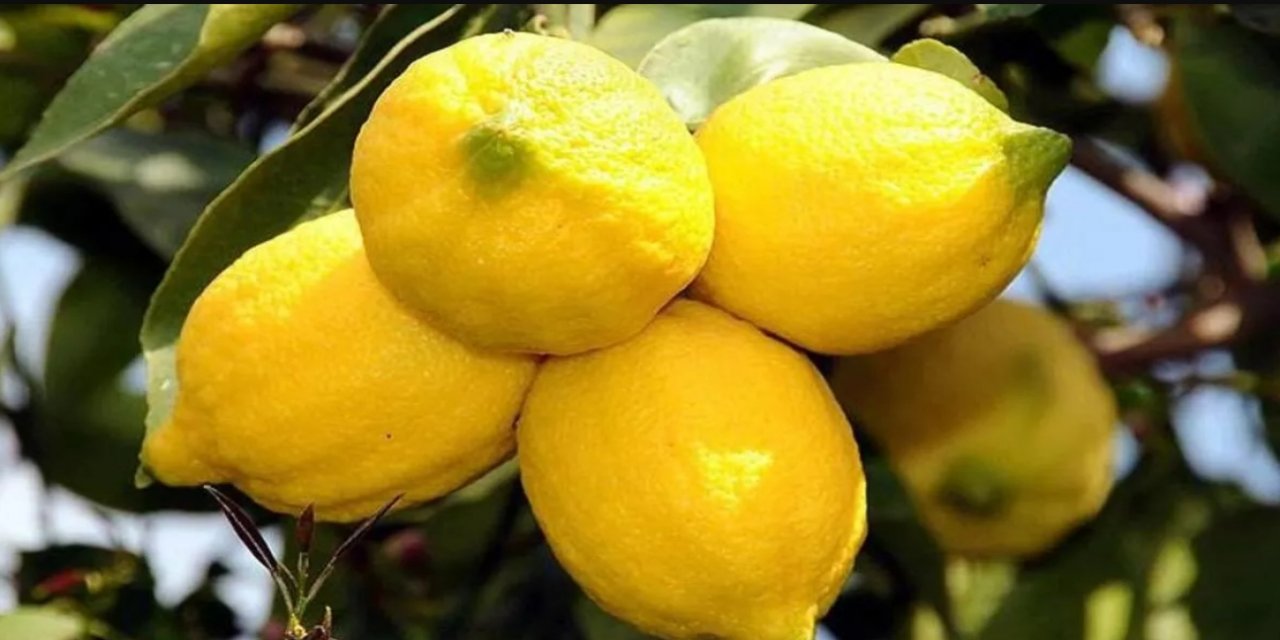 Taze Limonları 1 Yıl Saklamak İster Misiniz? İşte Saklama Yöntemleri