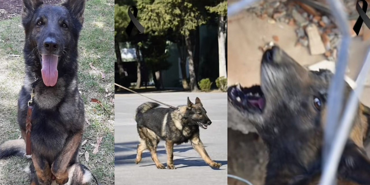 Meksika'dan kurtarma çalışmaları için Türkiye'ye gelen Proteo hayatını kaybetti.