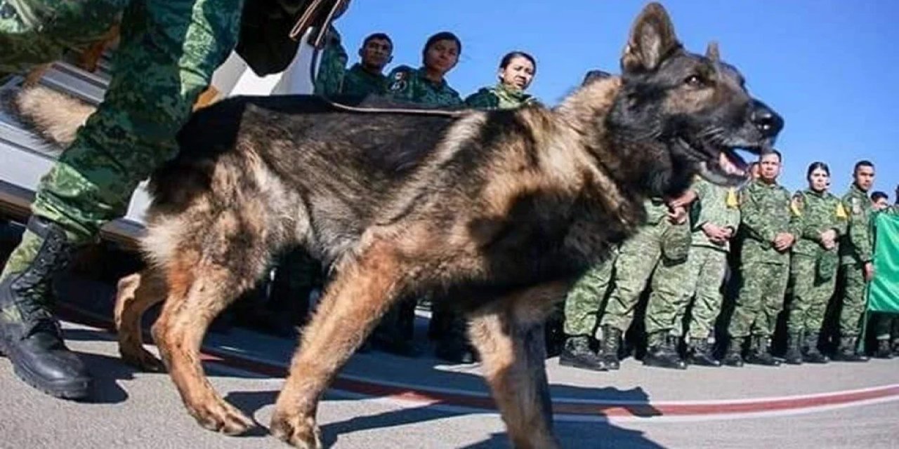 Meksika arama kurtarma köpeği Proteo neden öldü?