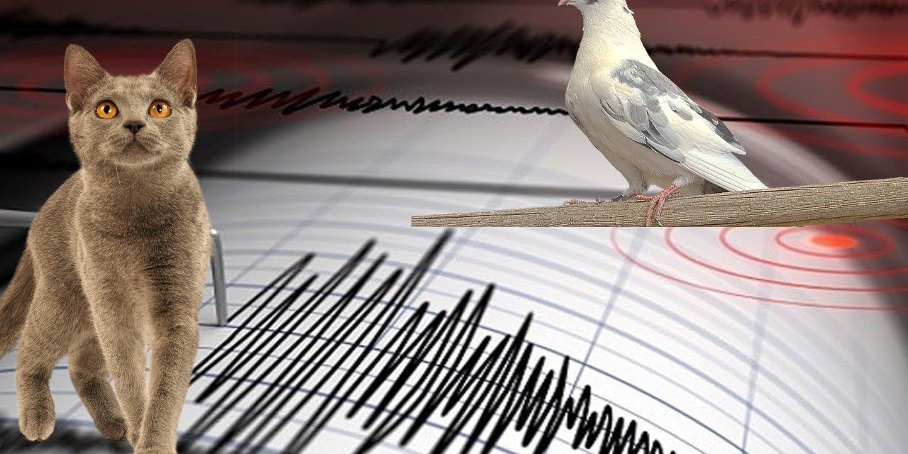 Depremi haber verdiğine inanılıyor... O hayvana yoğun ilgi..