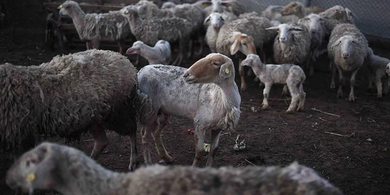 Türkiye'de şap virüsü alarmı: Şap virüsü nasıl bulaşır, hayvandan insana bulaşır mı? Şap hastalığının bulaşma yolları