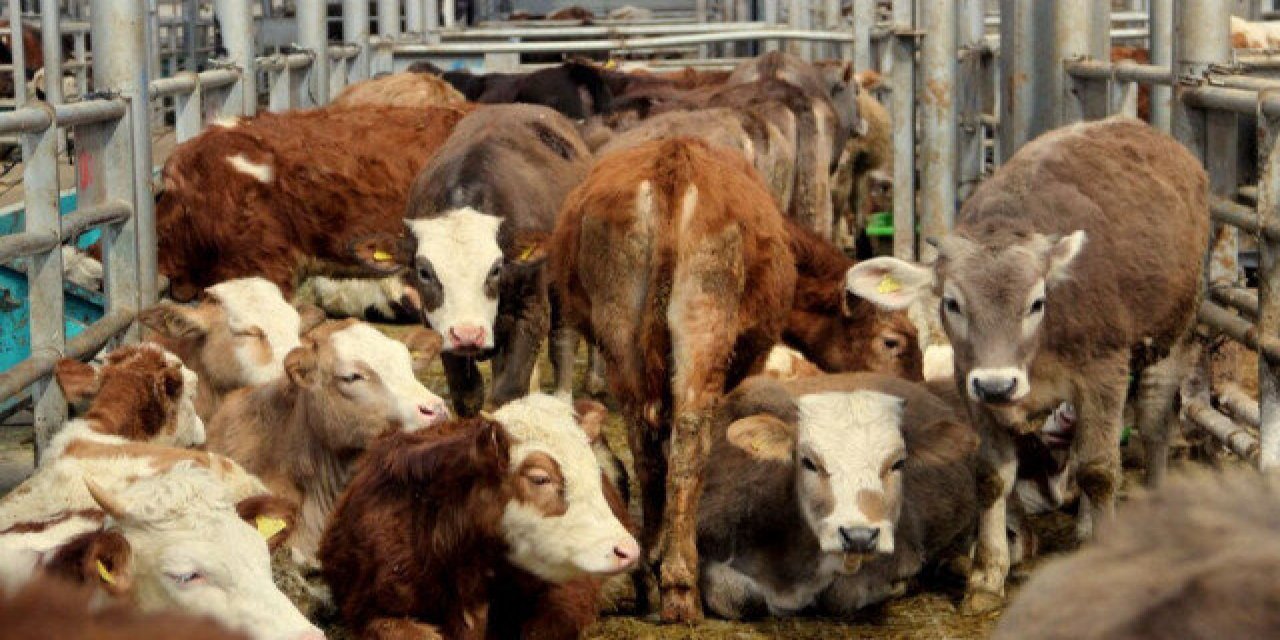 Bir ilde daha 'şap' nedeniyle hayvan alım ve satımı yasaklandı