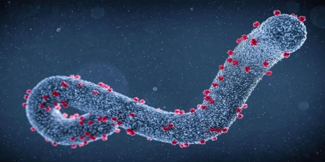 Marburg virüsü Nedir Tedavasi Var Mı?