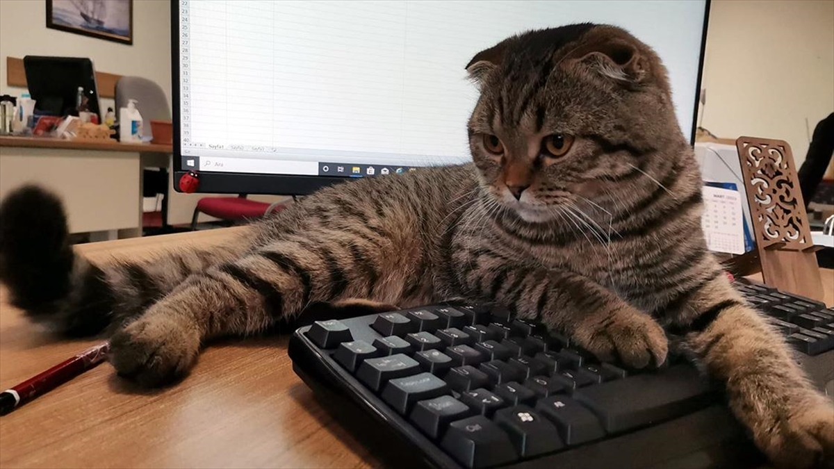 Kedi "Mebbis" Milli Eğitim Müdürlüğünün maskotu oldu